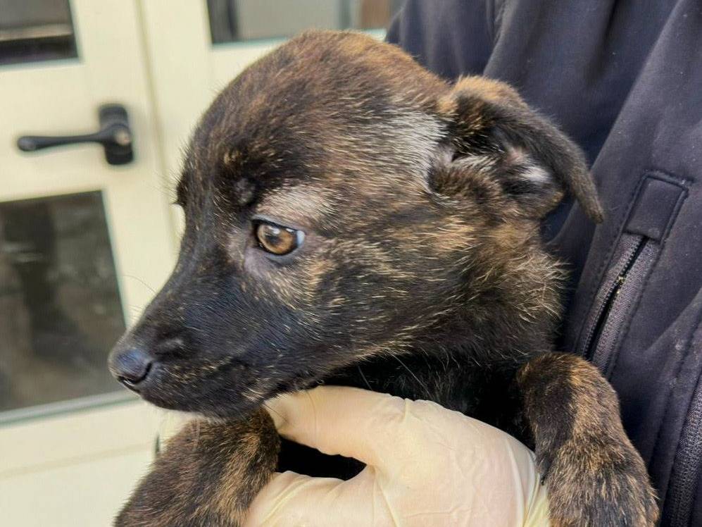 Adotta un cane, femmina, 3 mesi, Crotone