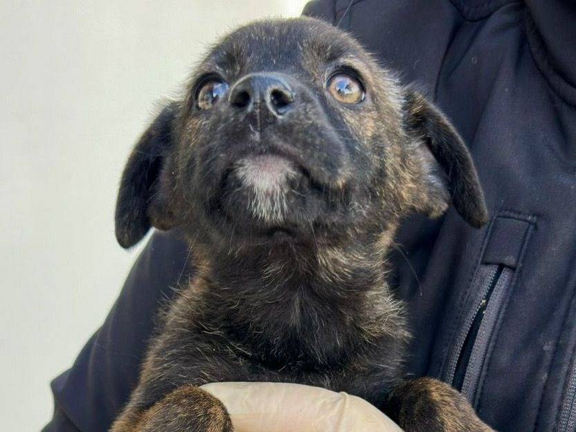 Adotta un cane, taglia media, femmina, Crotone