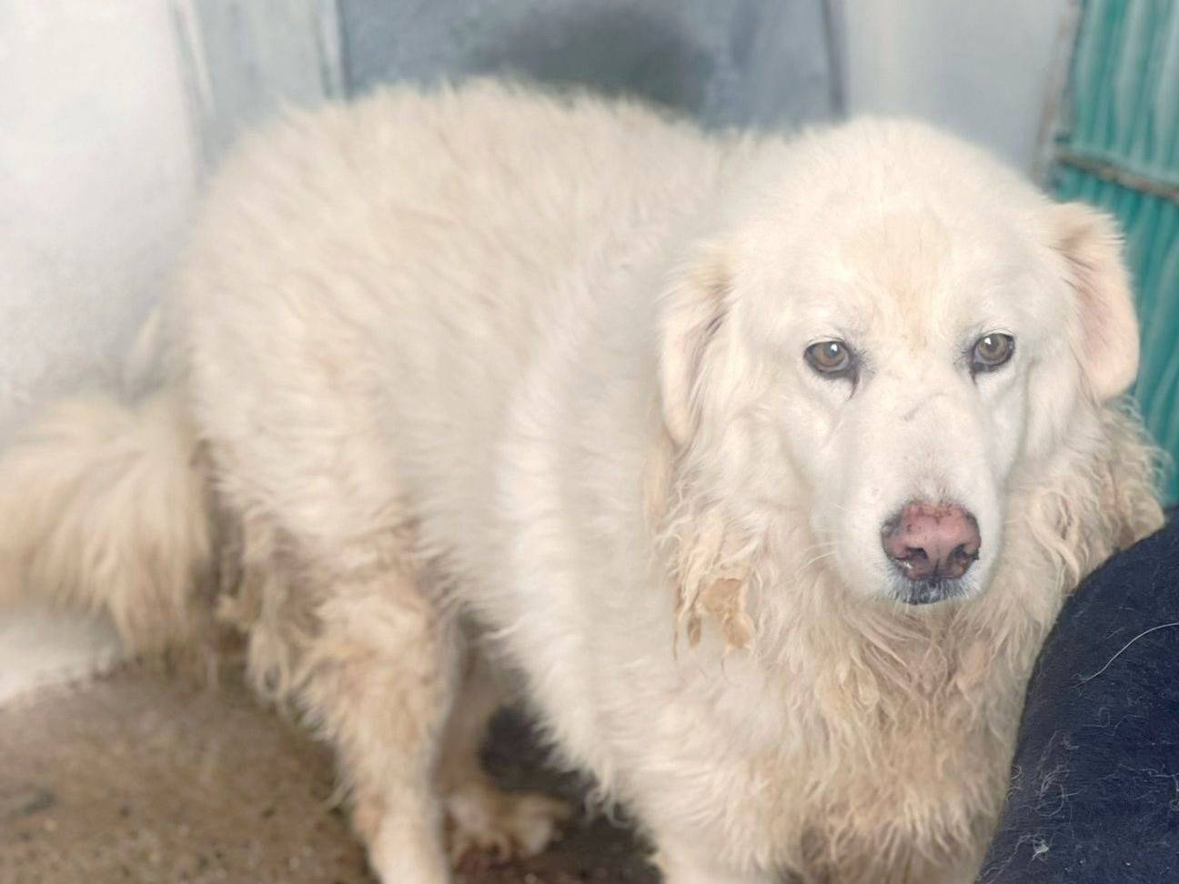 Adozione cane, maschio, Razza sconosciuta Razza sconosciuta, 8 anni e 8 mesi, taglia grande, Crotone