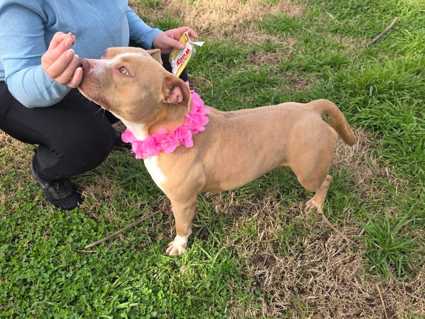 Adotta un cane, taglia media, femmina, Caserta