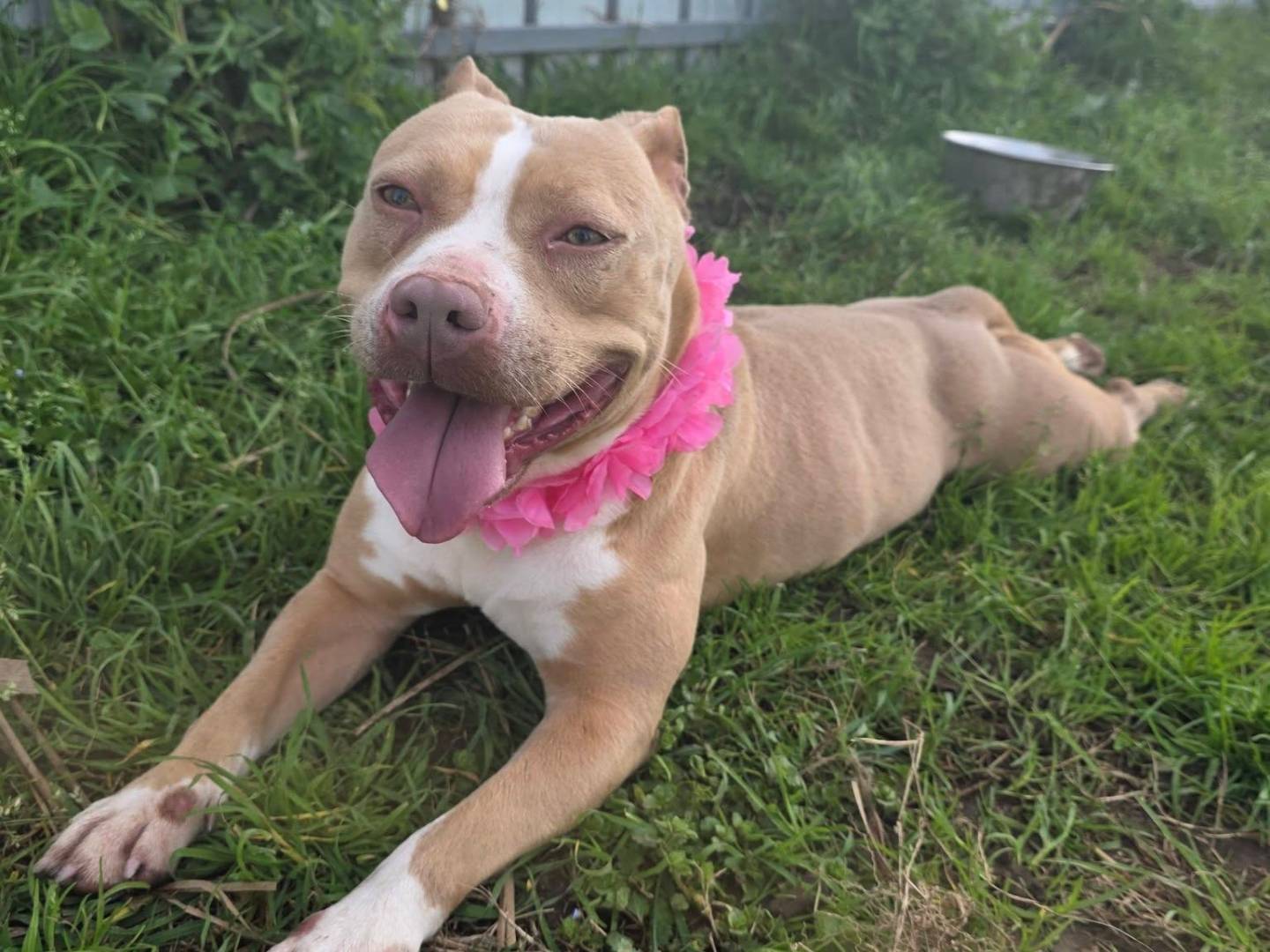 Vuoi adottare un cane a Caserta?