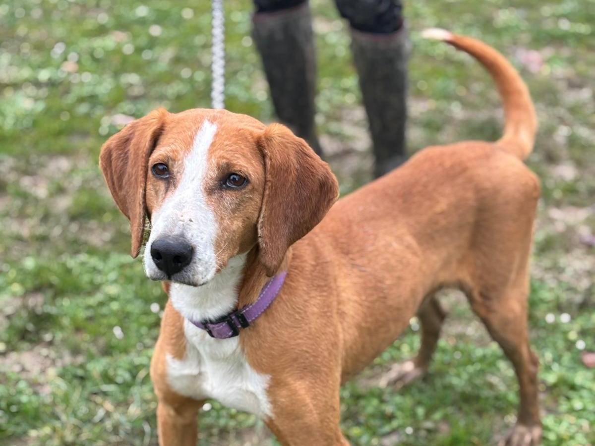 Adozione cane, maschio, Segugio Razza sconosciuta, 5 anni e 1 mese, taglia media, Pisa