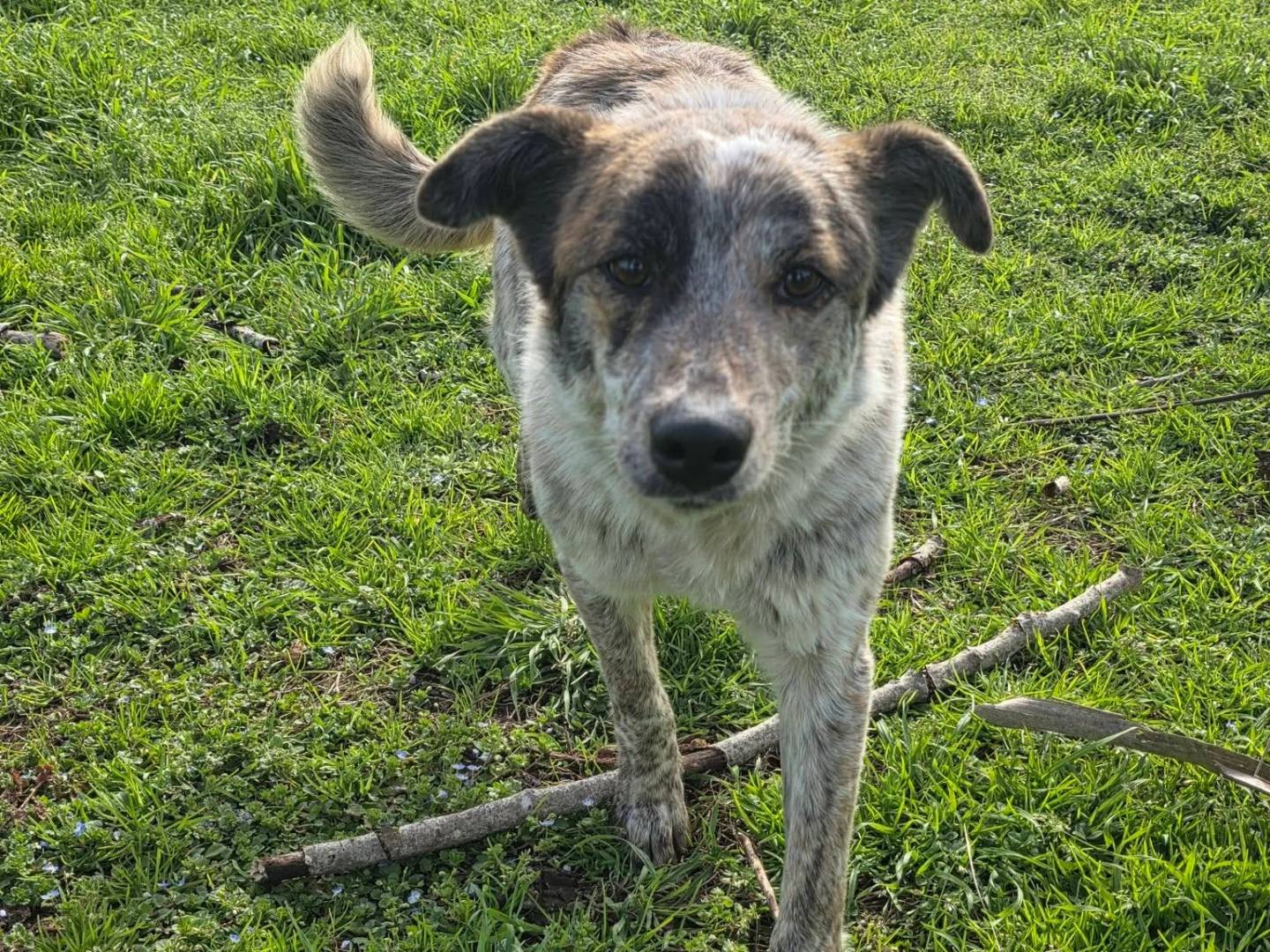 Adozione cane, femmina, Razza sconosciuta Razza sconosciuta, 1 anno, taglia media, Caserta