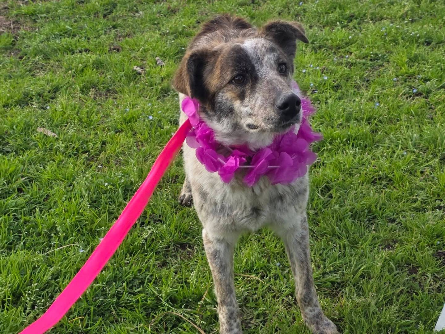 Adotta un cane, femmina, 1 anno, Caserta