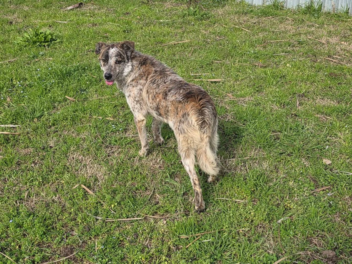 Adotta un cane, taglia media, femmina, Caserta
