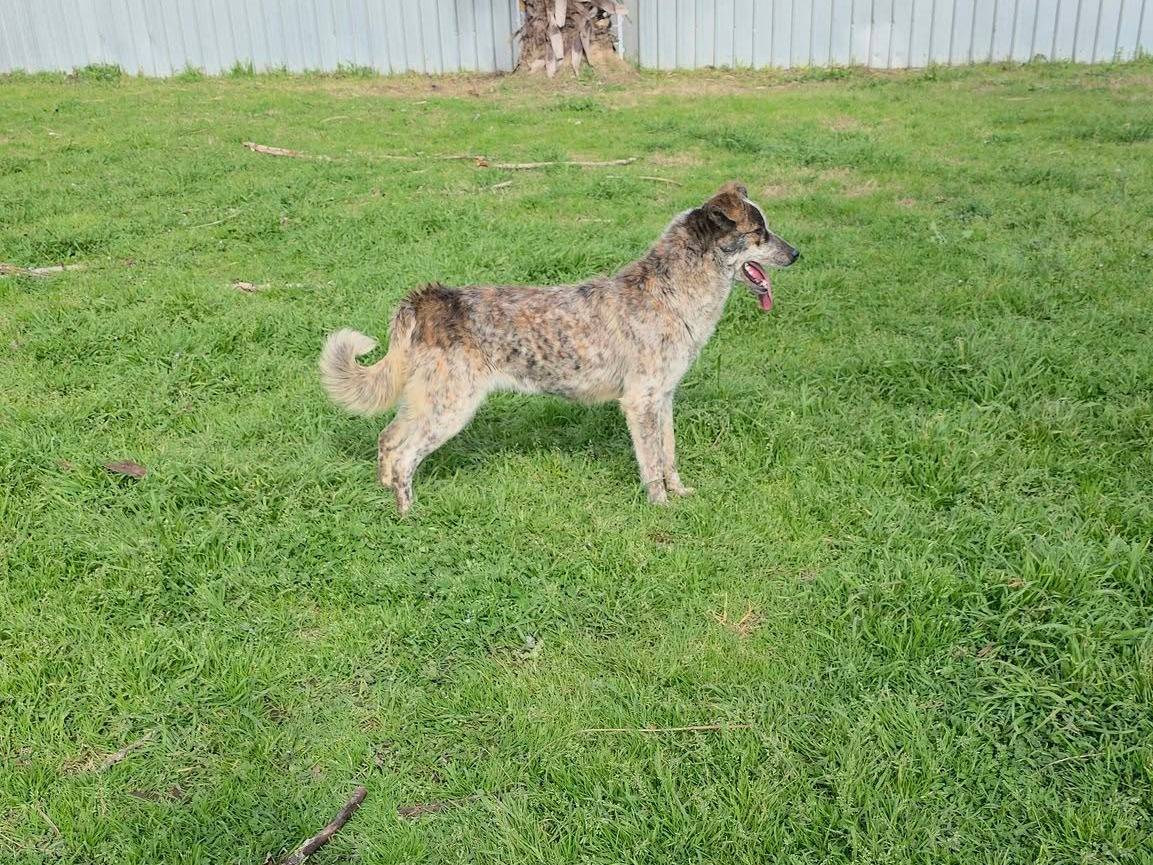 Vuoi adottare un cane a Caserta?