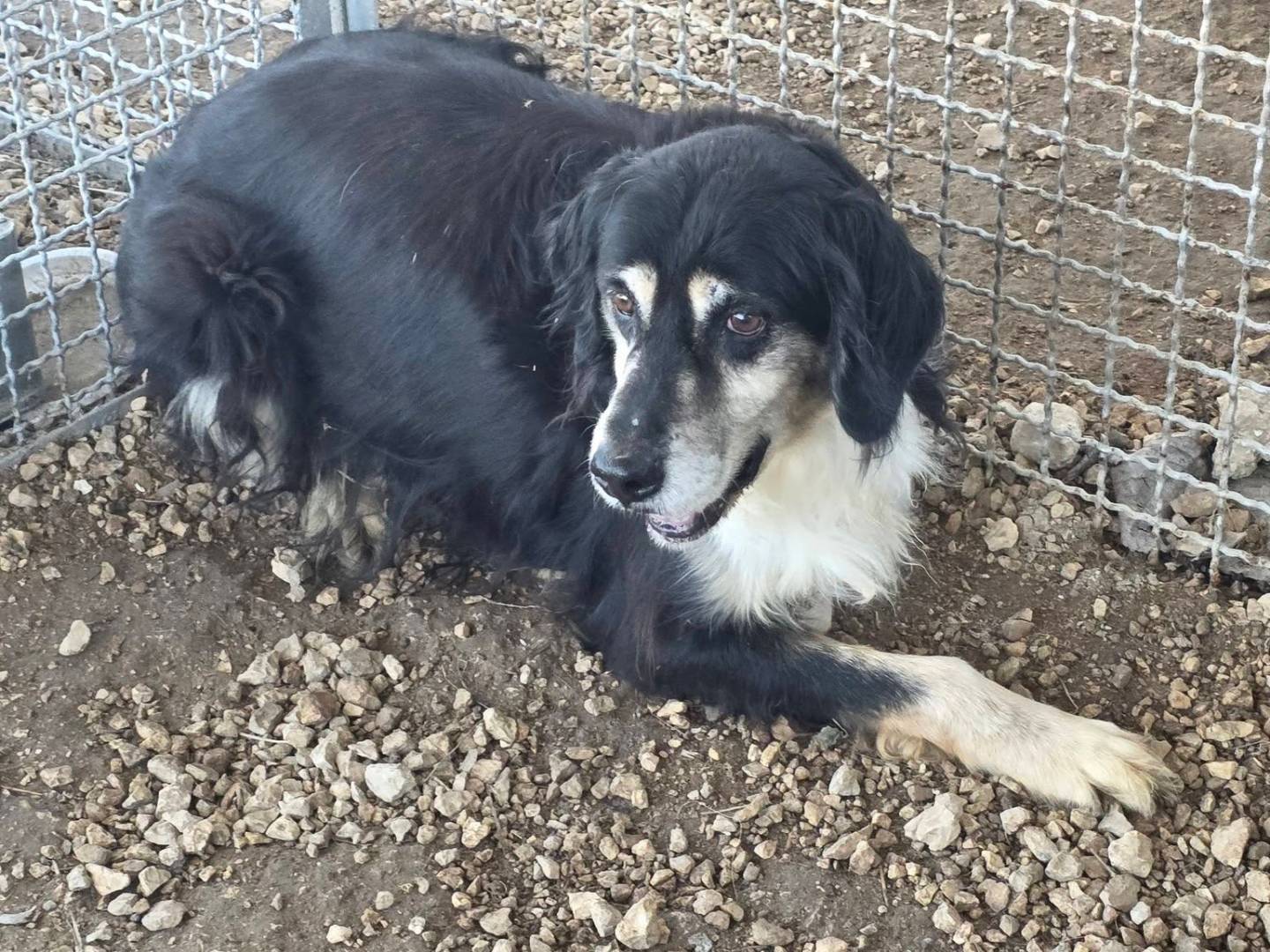 Adotta il cane Franz a Caserta