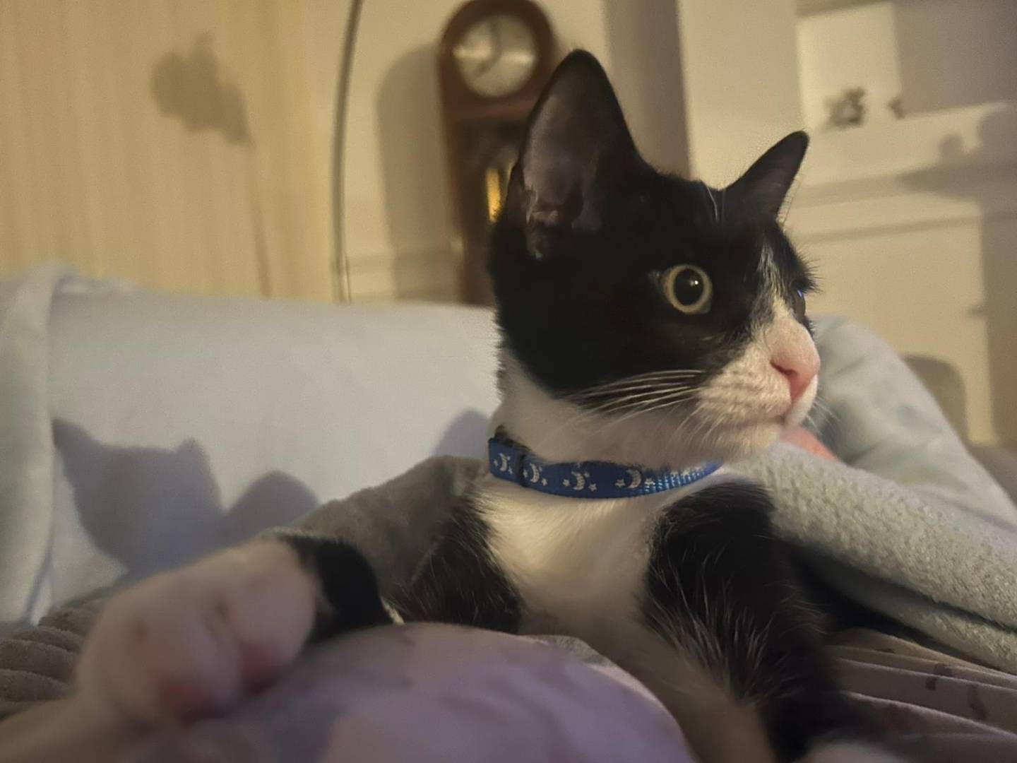 Vuoi adottare un gatto a Como?