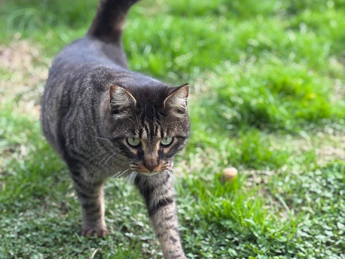 Adotta il gatto Neko  a Pisa