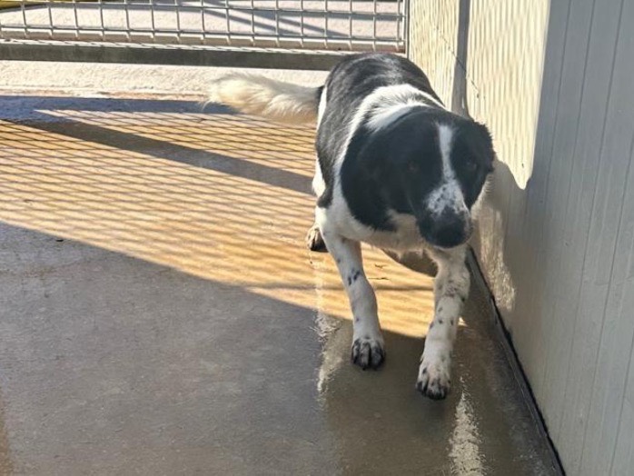 Vuoi adottare un cane a Latina?