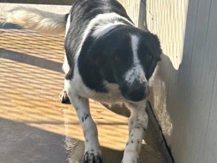 Adotta il cane Tiki a Latina