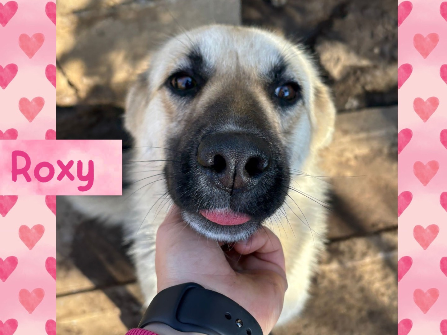 Adozione cane, maschio, Razza sconosciuta Razza sconosciuta, 1 anno, taglia media, Catanzaro