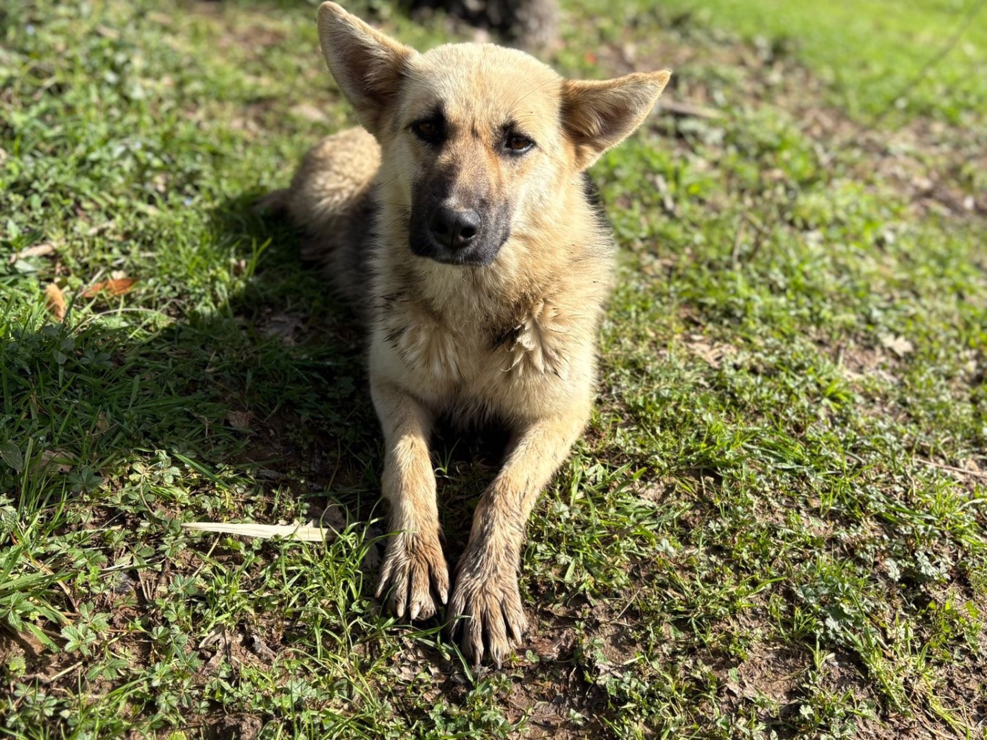 Vuoi adottare un cane a Catanzaro?