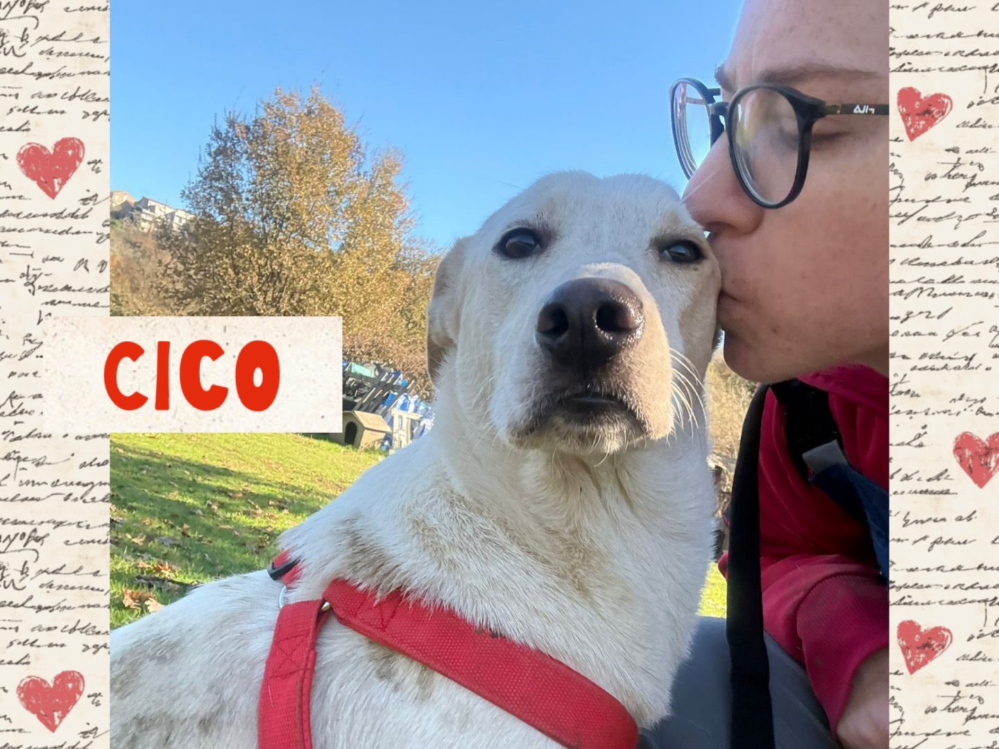 Adozione cane, maschio, Razza sconosciuta Razza sconosciuta, 1 anno, taglia media, Catanzaro