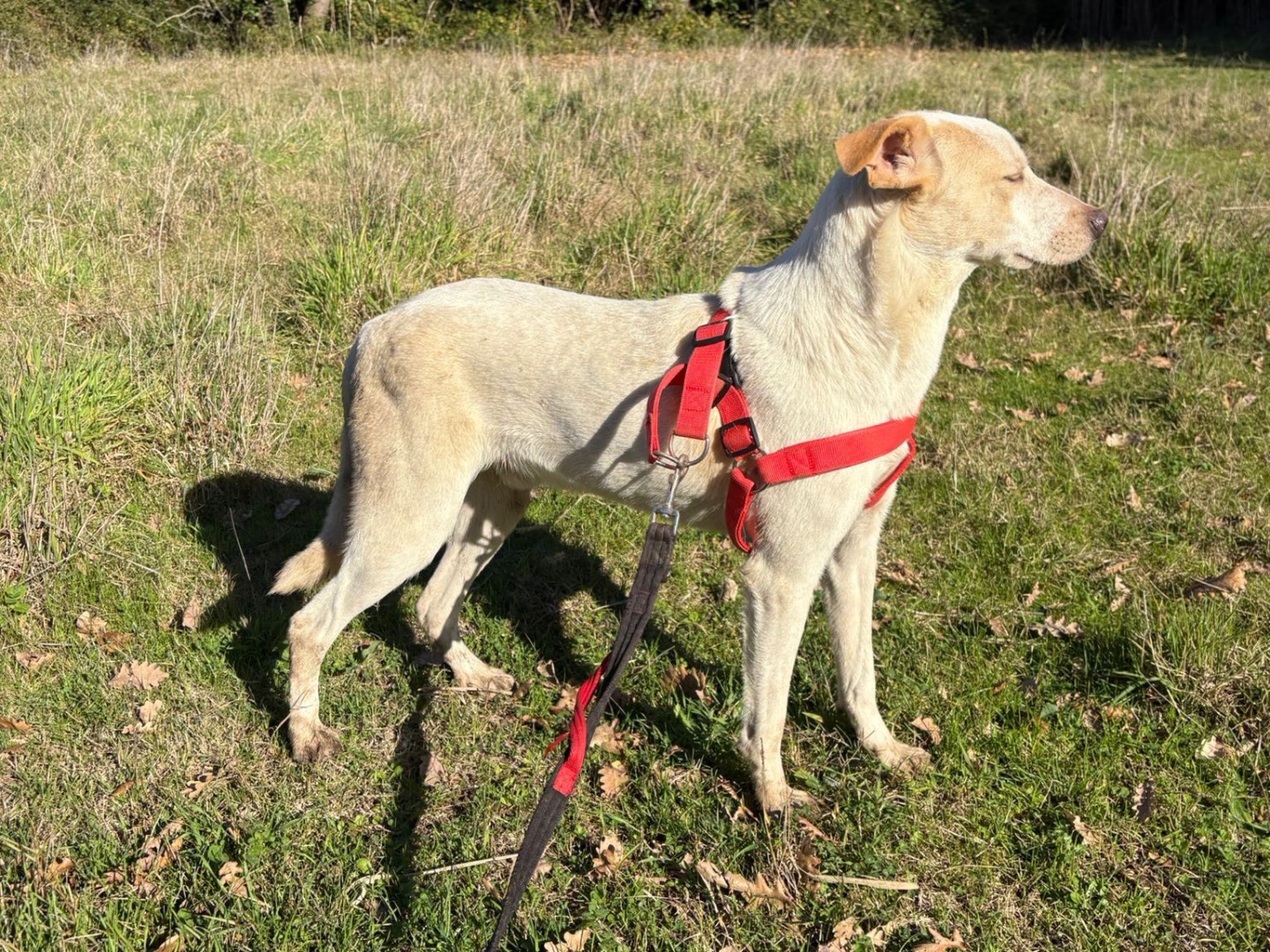 Adotta un cane, maschio, 1 anno, Catanzaro