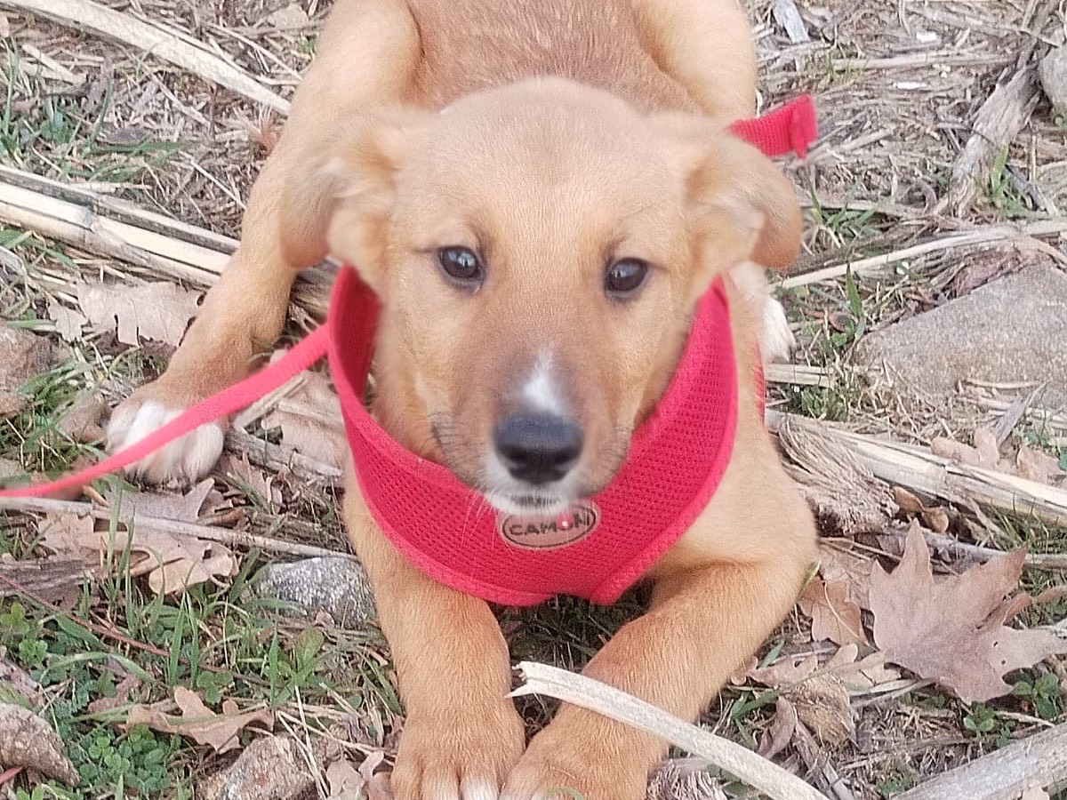 Adotta un cane, taglia media contenuta, maschio, Catanzaro