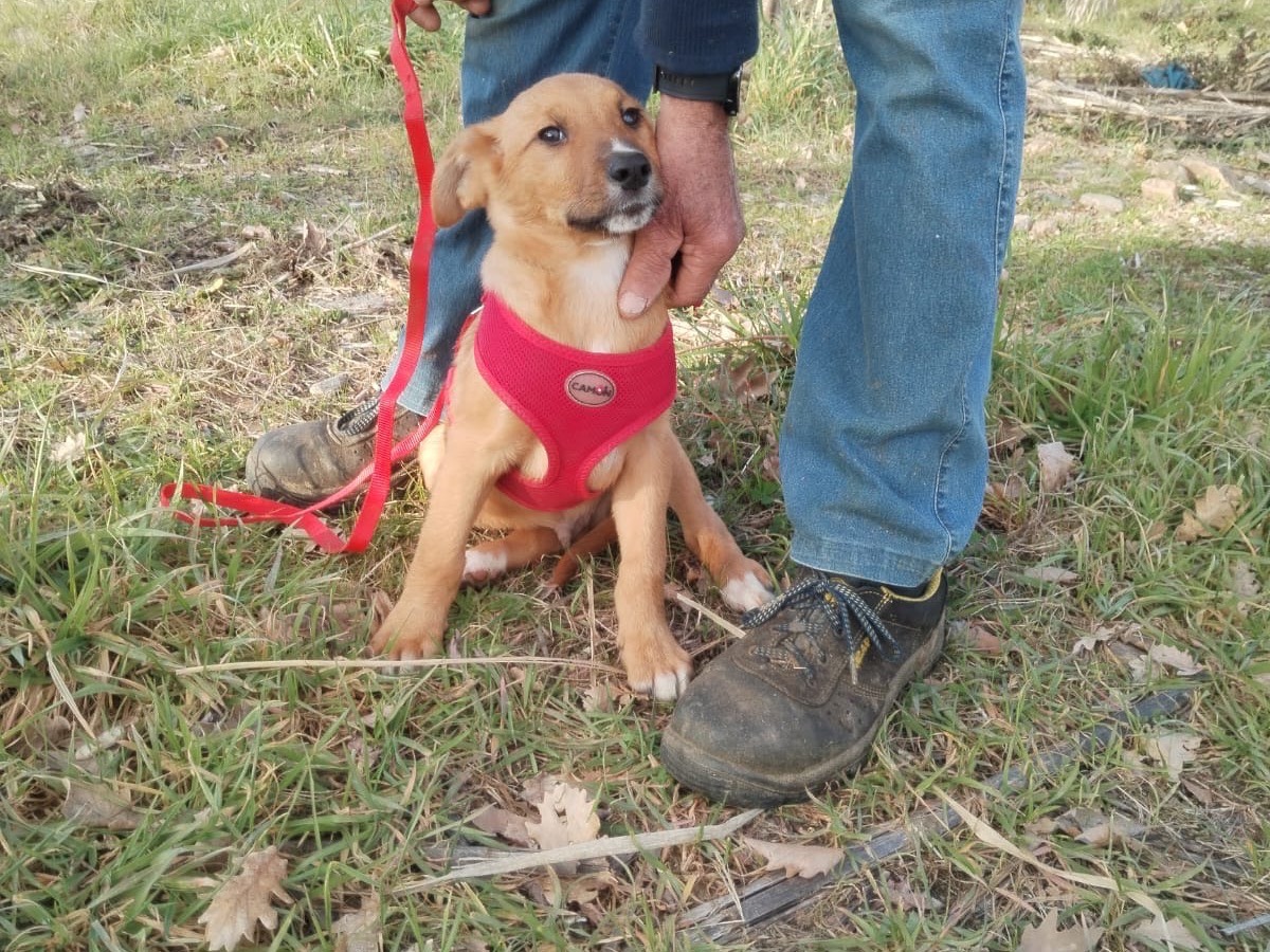 Vuoi adottare un cane a Catanzaro?