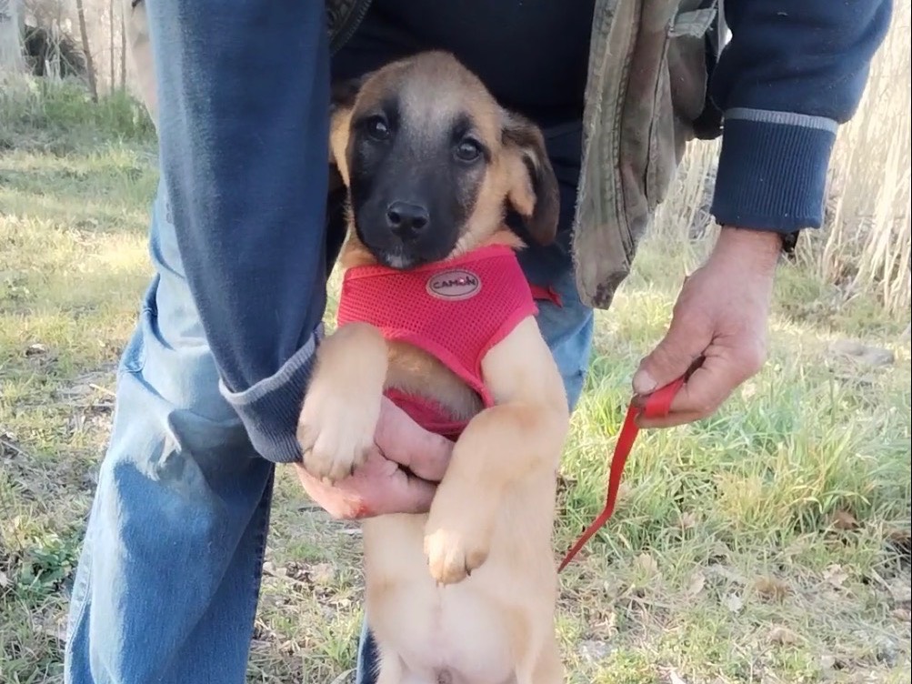 Adotta un cane, maschio, 2 mesi, Catanzaro