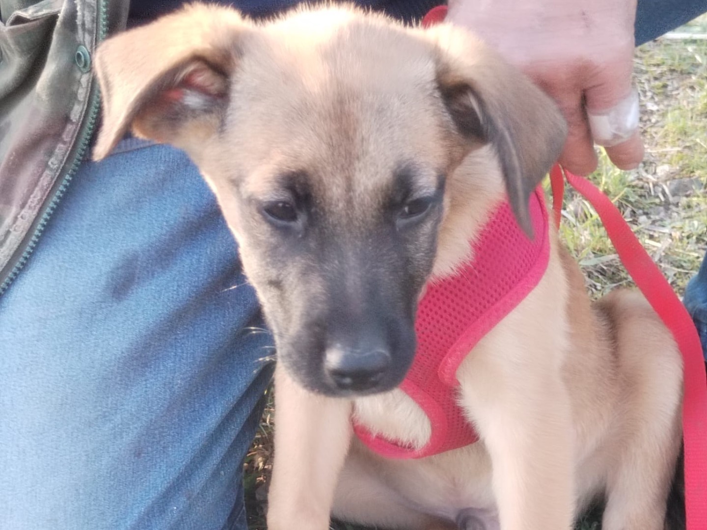 Adotta un cane, taglia media contenuta, maschio, Catanzaro