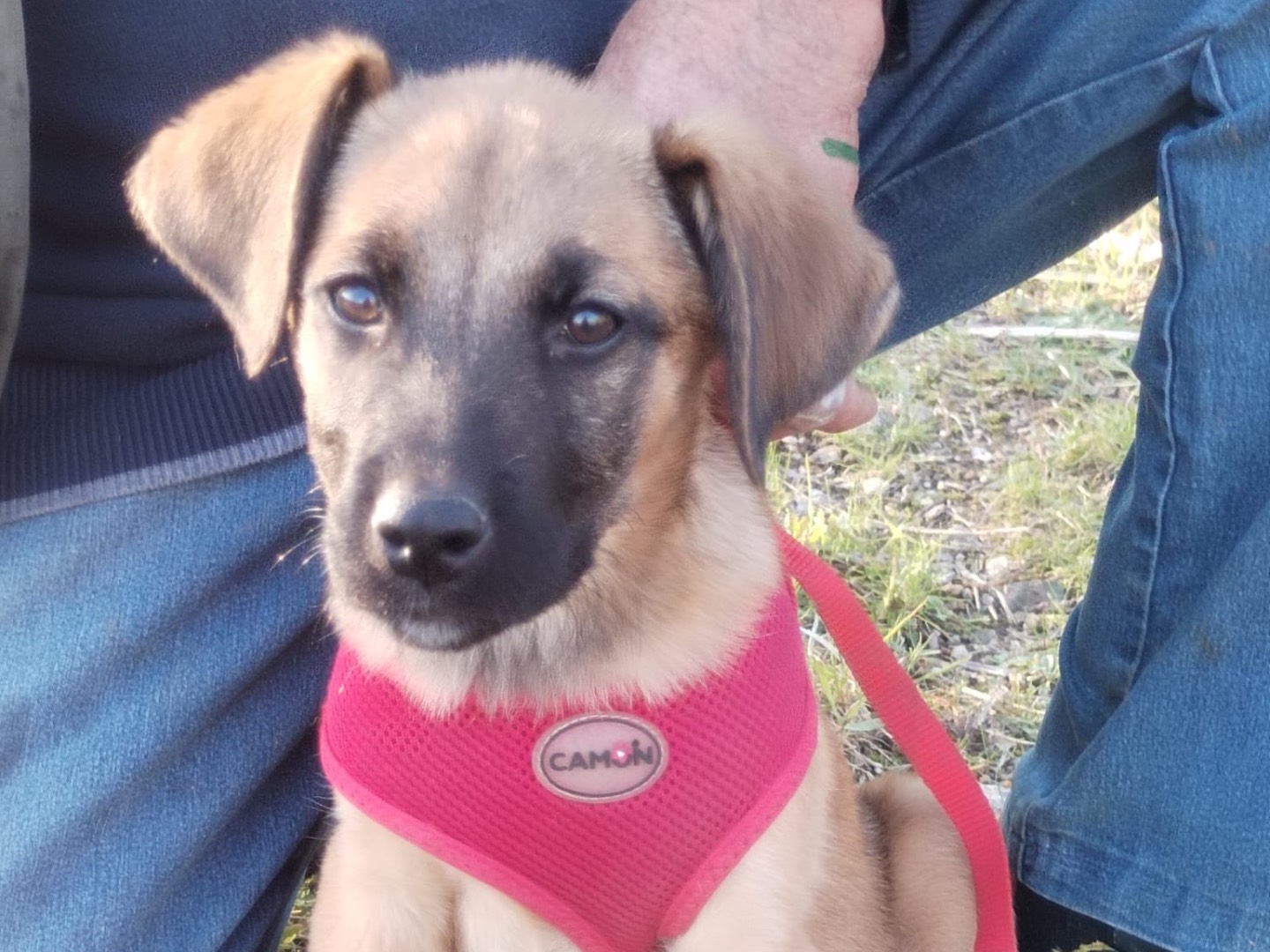 Adotta il cane Memo a Catanzaro