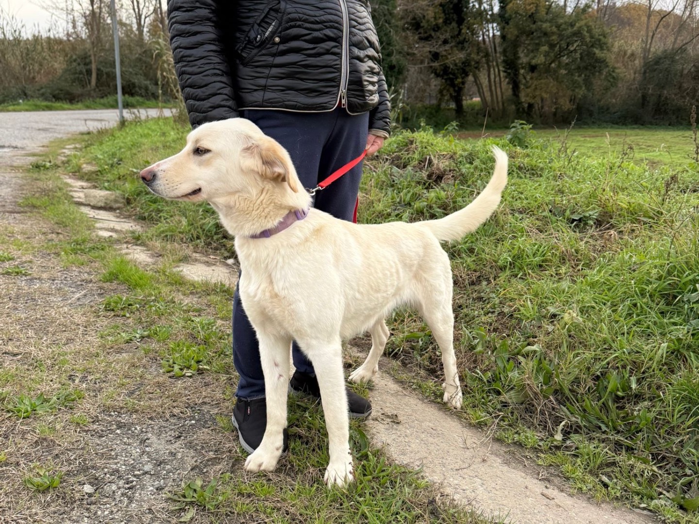 Adotta un cane, femmina, 1 anno e 1 mese, Catanzaro