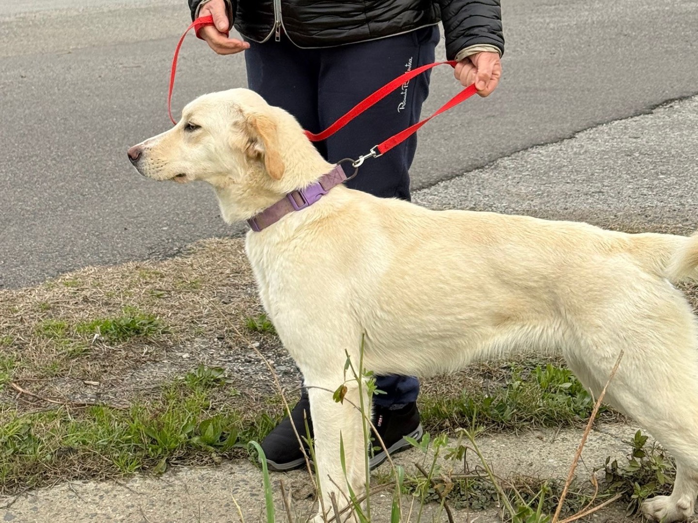 Adotta il cane Lily a Catanzaro