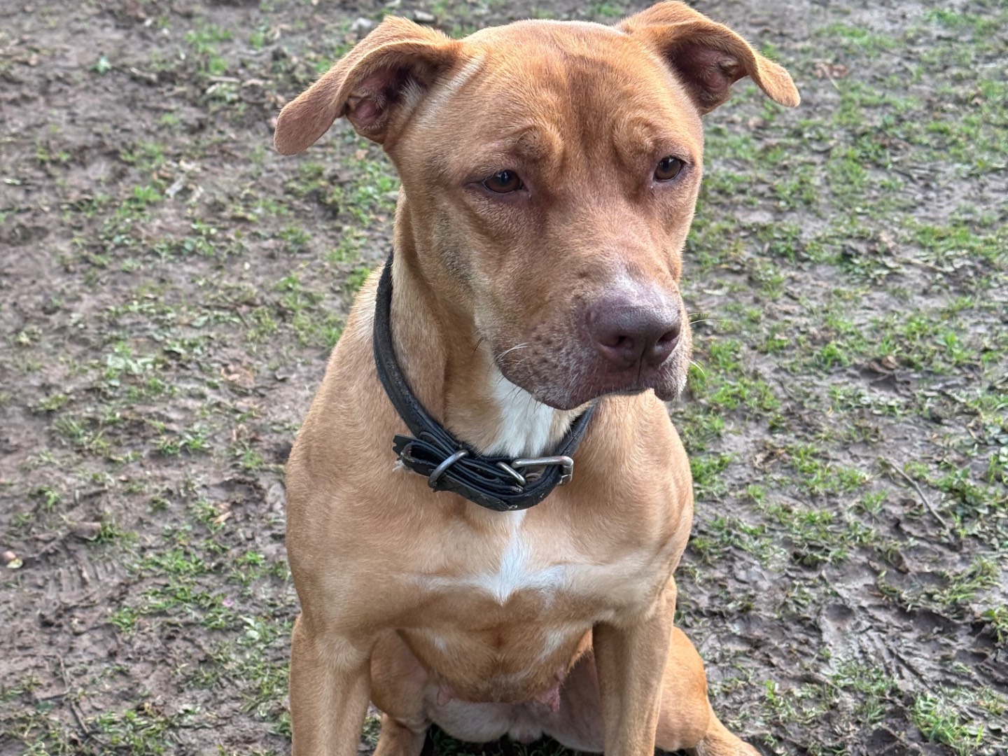 Adotta un cane, femmina, 3 anni e 11 mesi, Viterbo