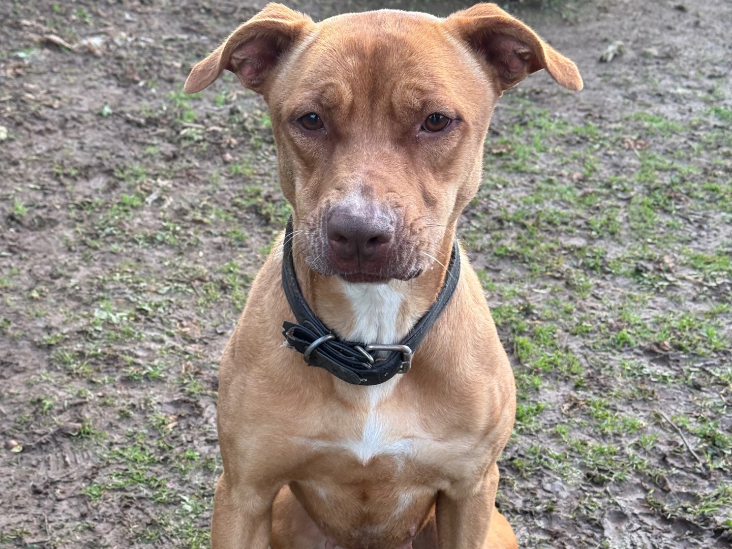 Adotta un cane, taglia media, femmina, Viterbo