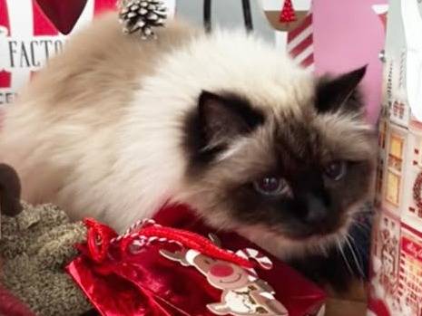 Adozione gatto, maschio, Sacro di Birmania Razza sconosciuta, 12 anni e 10 mesi, taglia non valida, Torino