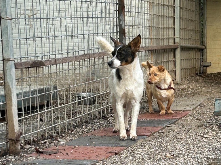 Adotta un cane, taglia media contenuta, femmina, Salerno