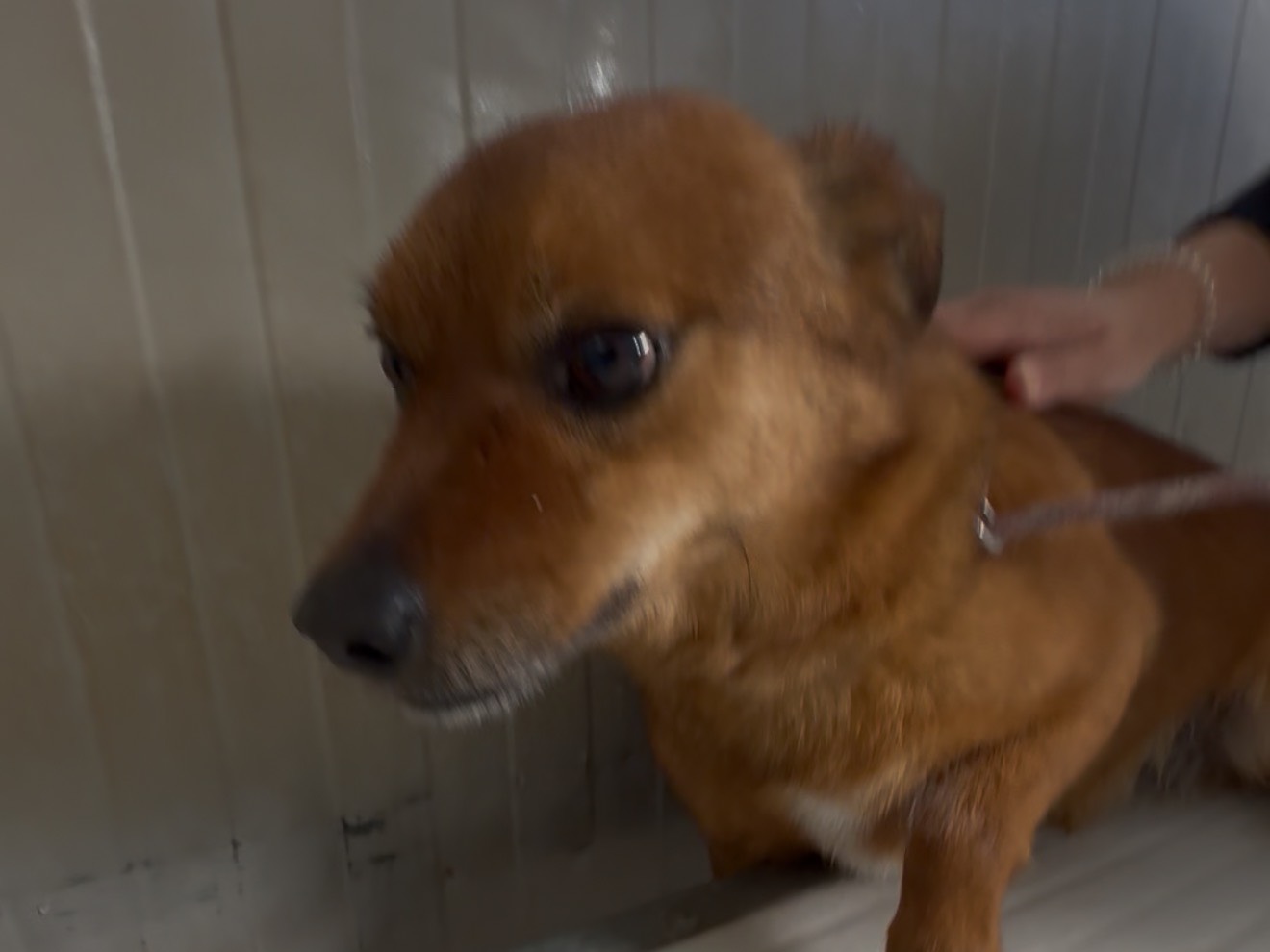 Vuoi adottare un cane a Latina?