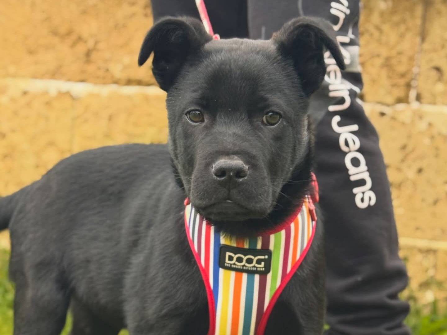 Adotta il cane Jako a Lecce