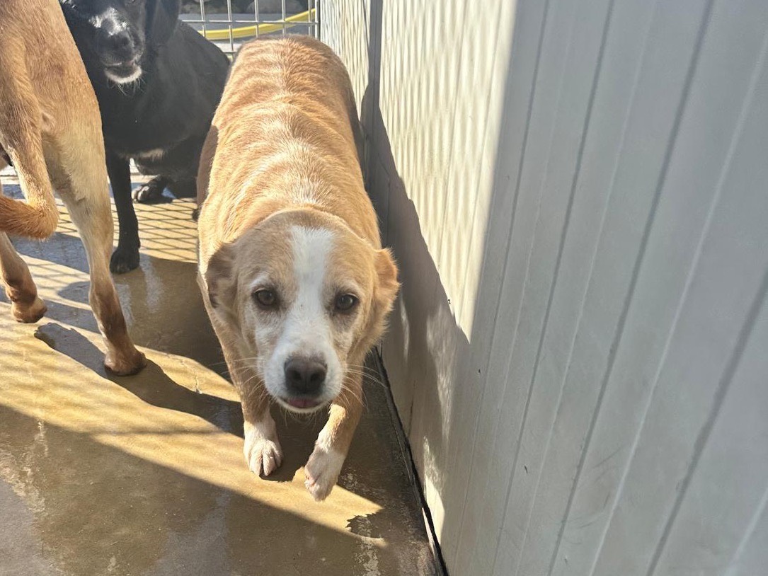 Adozione cane, maschio, Razza sconosciuta Razza sconosciuta, 6 anni e 8 mesi, taglia media, Latina