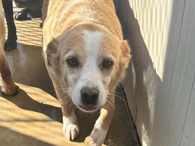 Adotta un cane, maschio, 6 anni e 8 mesi, Latina