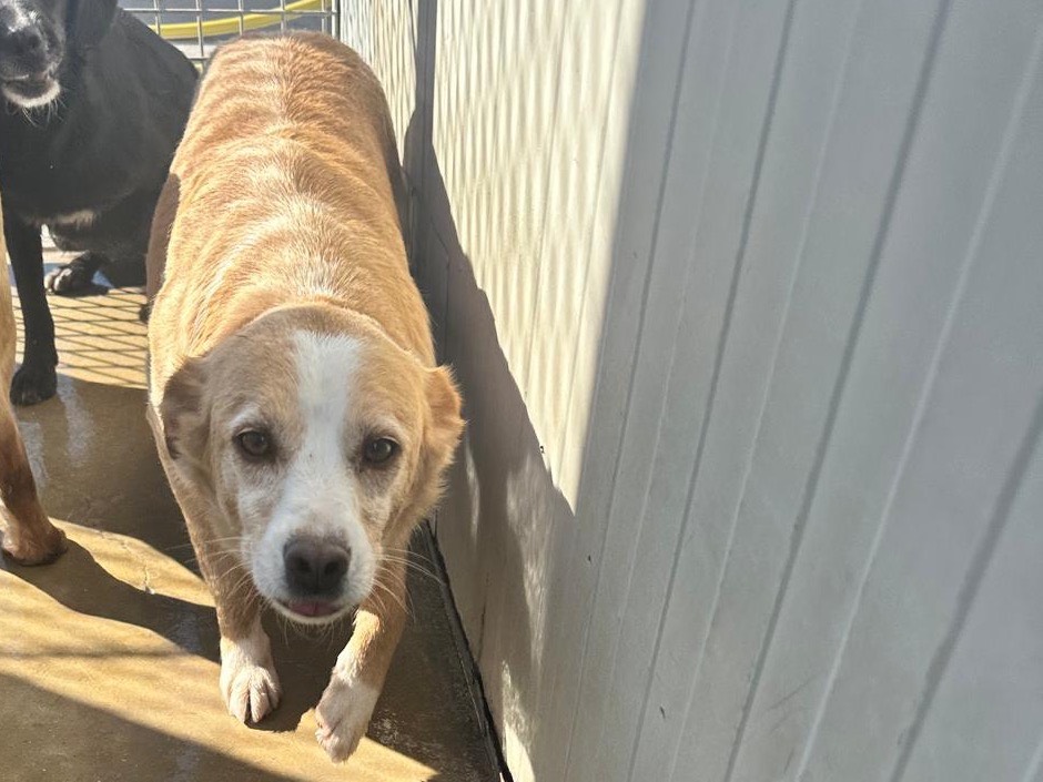 Adotta un cane, taglia media, maschio, Latina