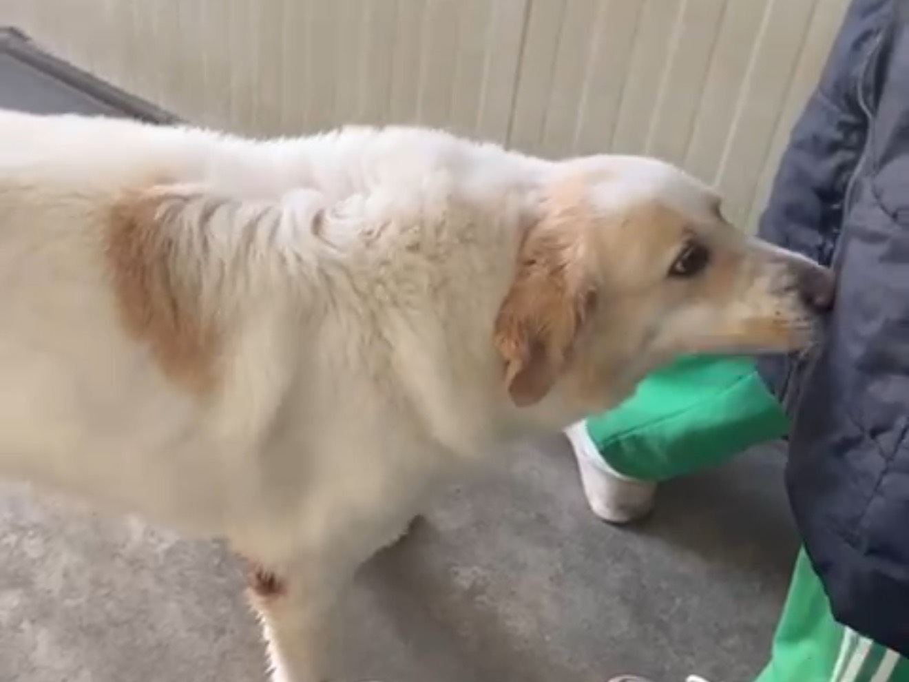 Adotta il cane Man a Latina