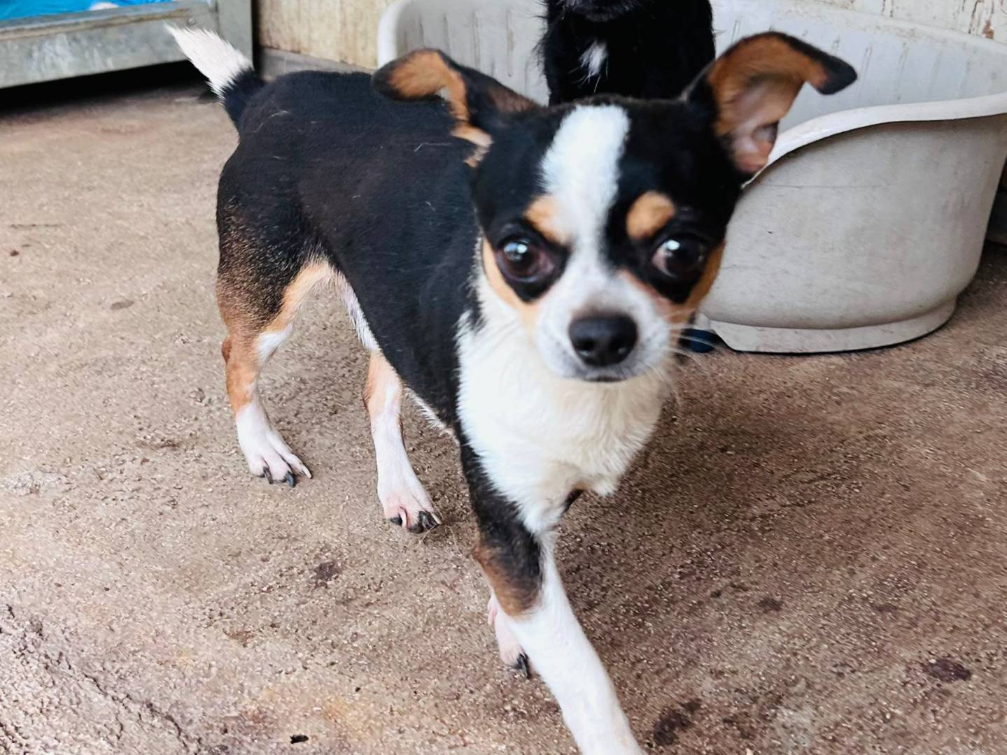 Vuoi adottare un cane a Varese?