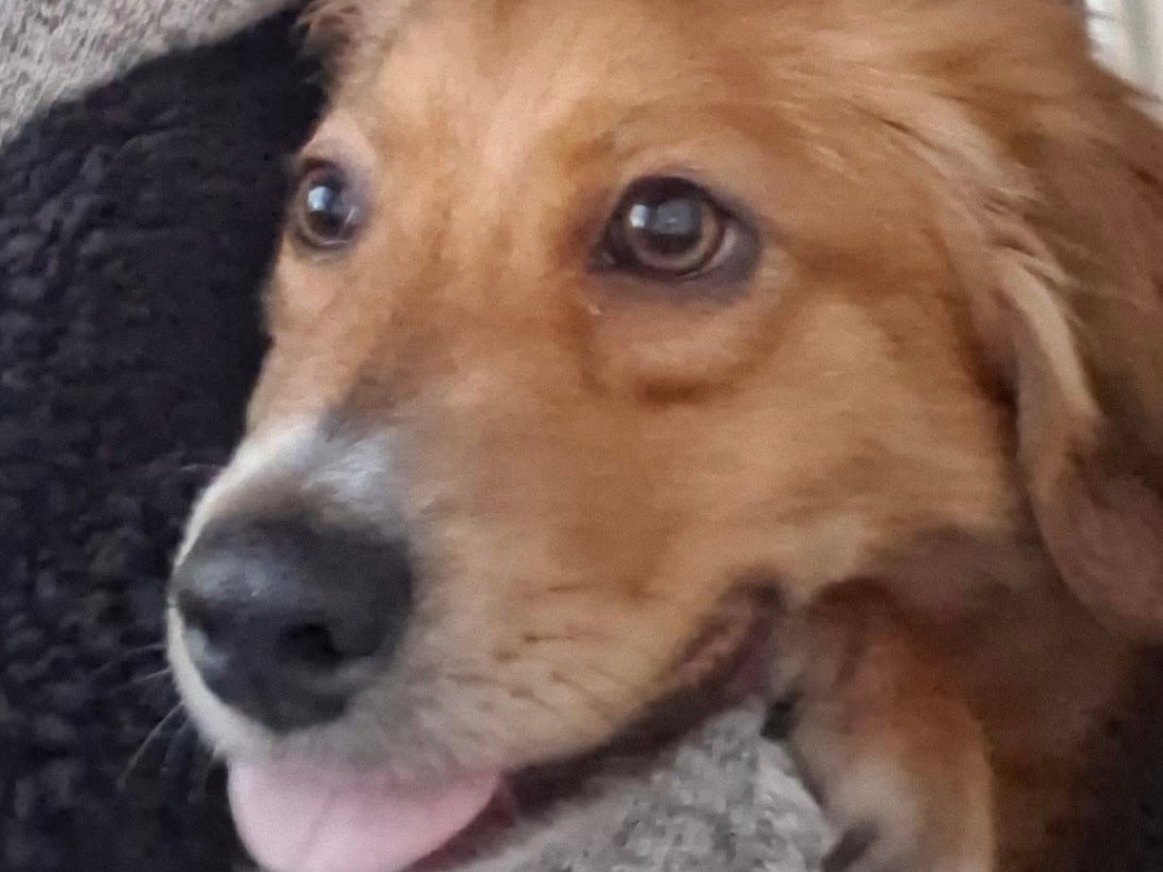 Adotta un cane, maschio, 8 mesi, Barletta