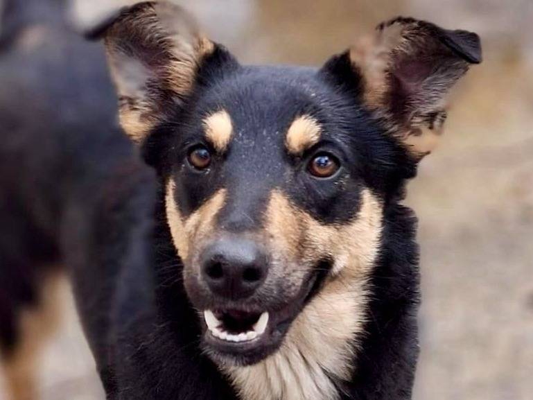 Adozione cane, femmina, Razza sconosciuta Razza sconosciuta, 11 mesi, taglia media, Crotone