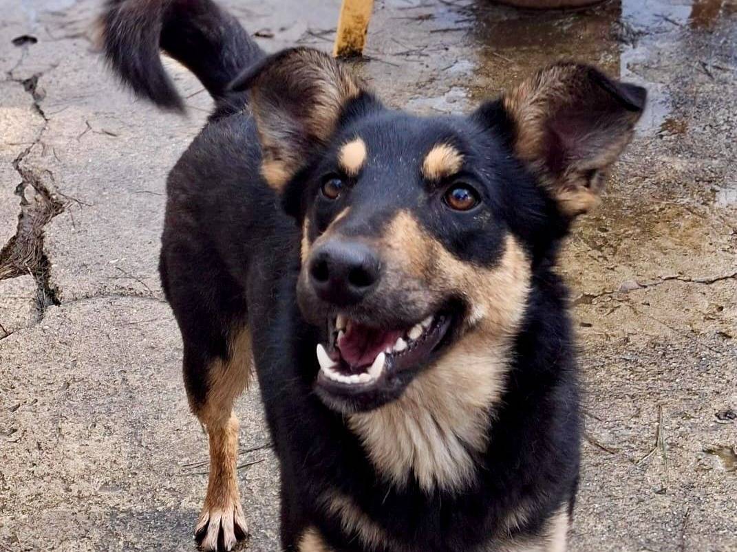 Adotta un cane, femmina, 11 mesi, Crotone