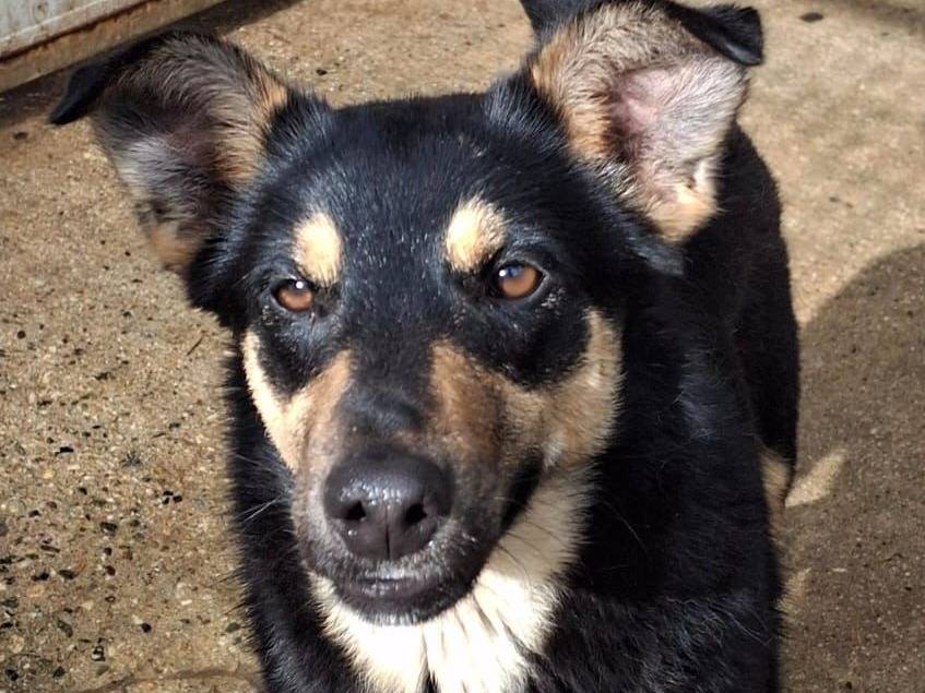 Vuoi adottare un cane a Crotone?