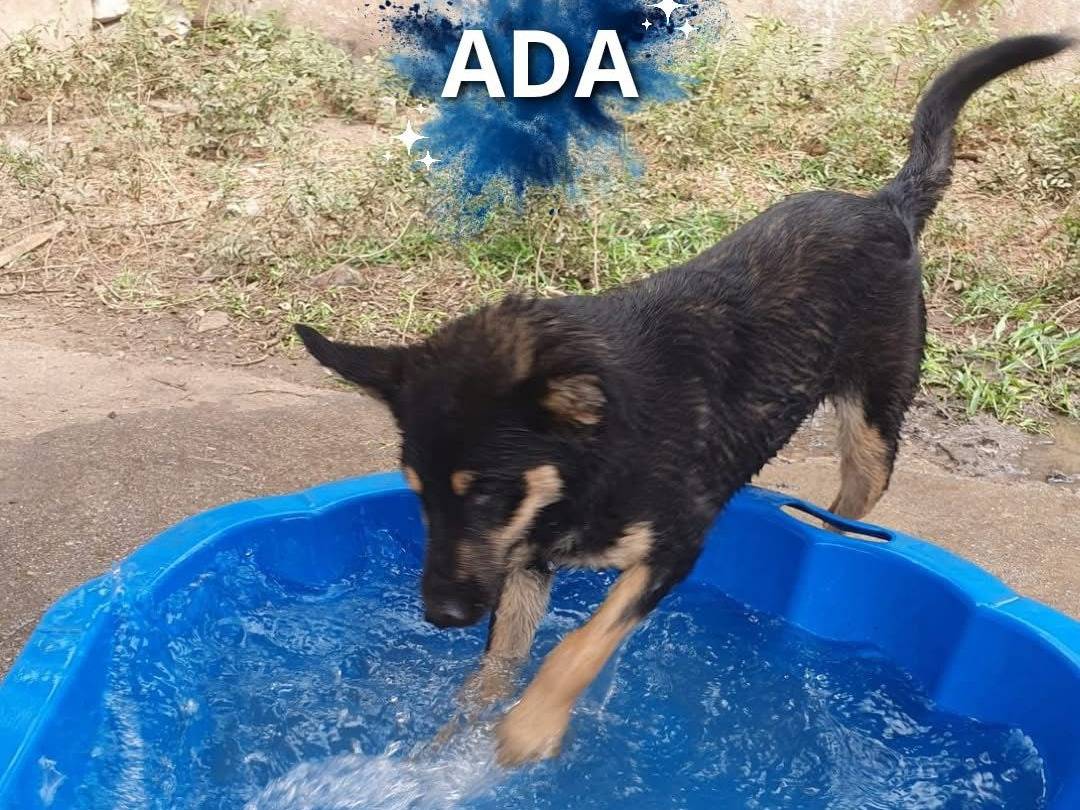 Adotta il cane Ada a Crotone