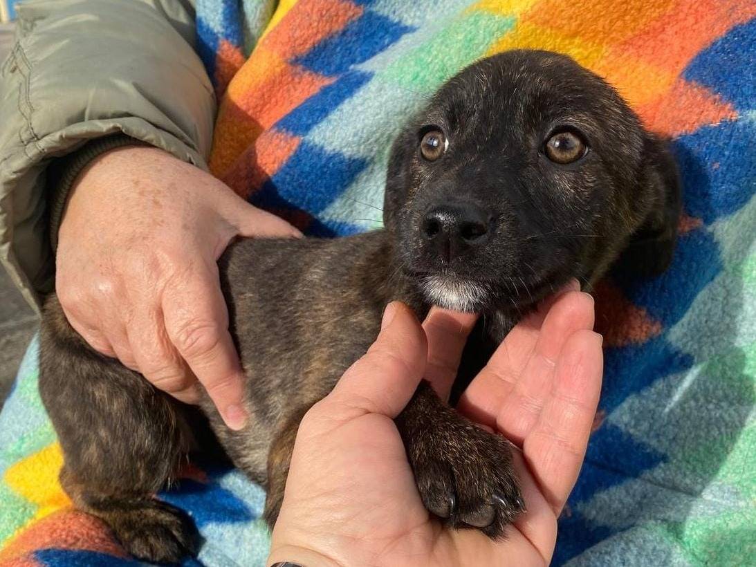 Vuoi adottare un cane a Crotone?