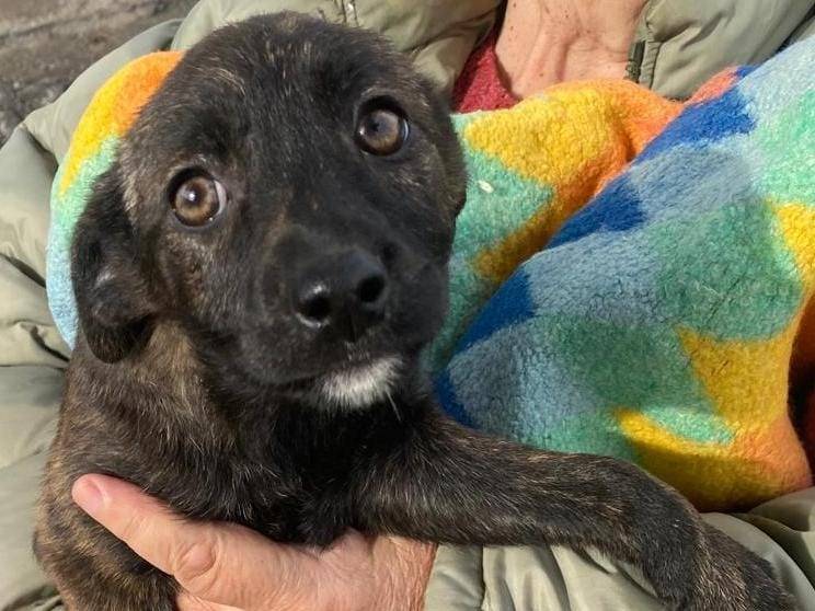 Adotta il cane Margot a Crotone