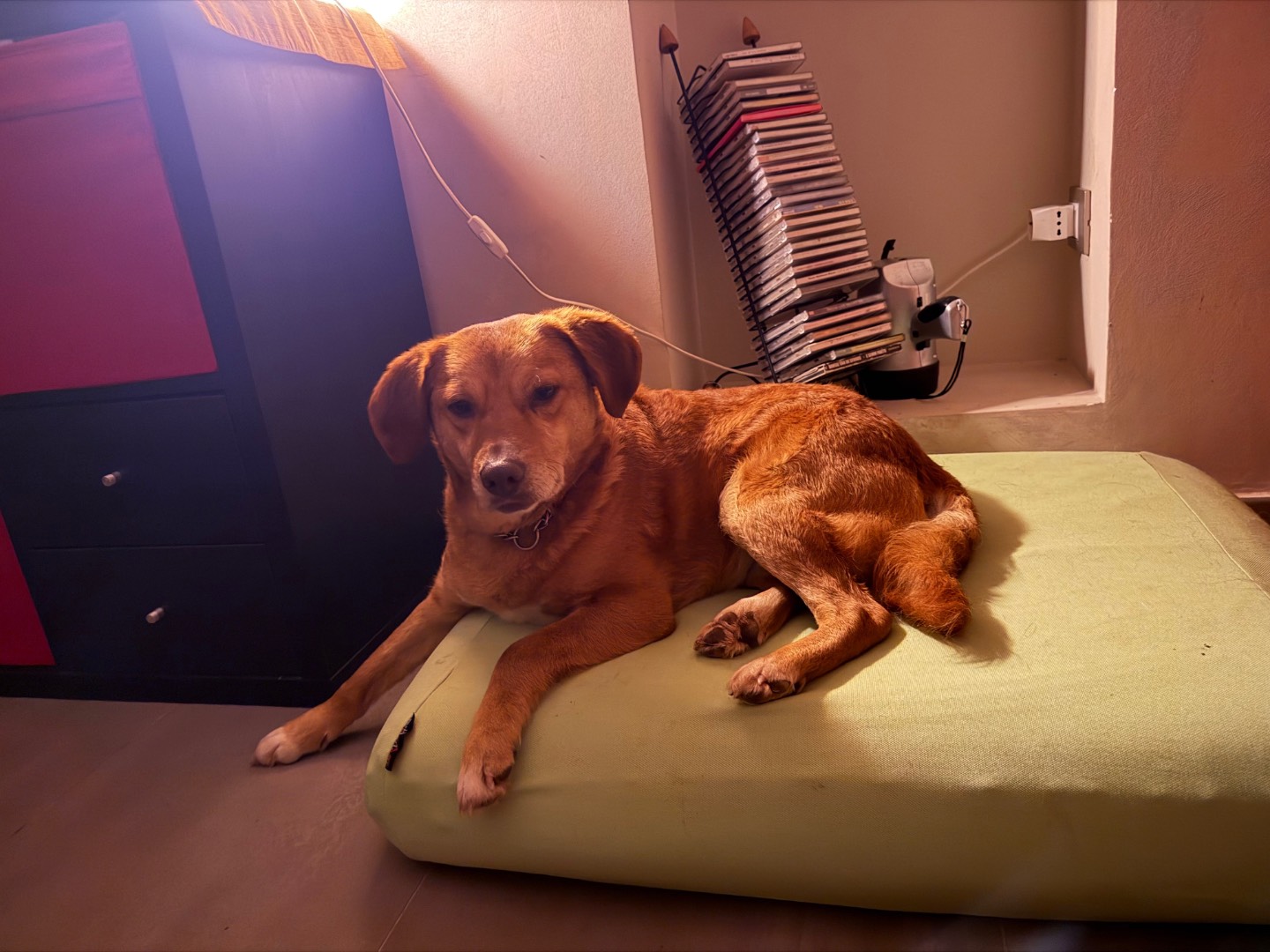 Vuoi adottare un cane a Salerno?