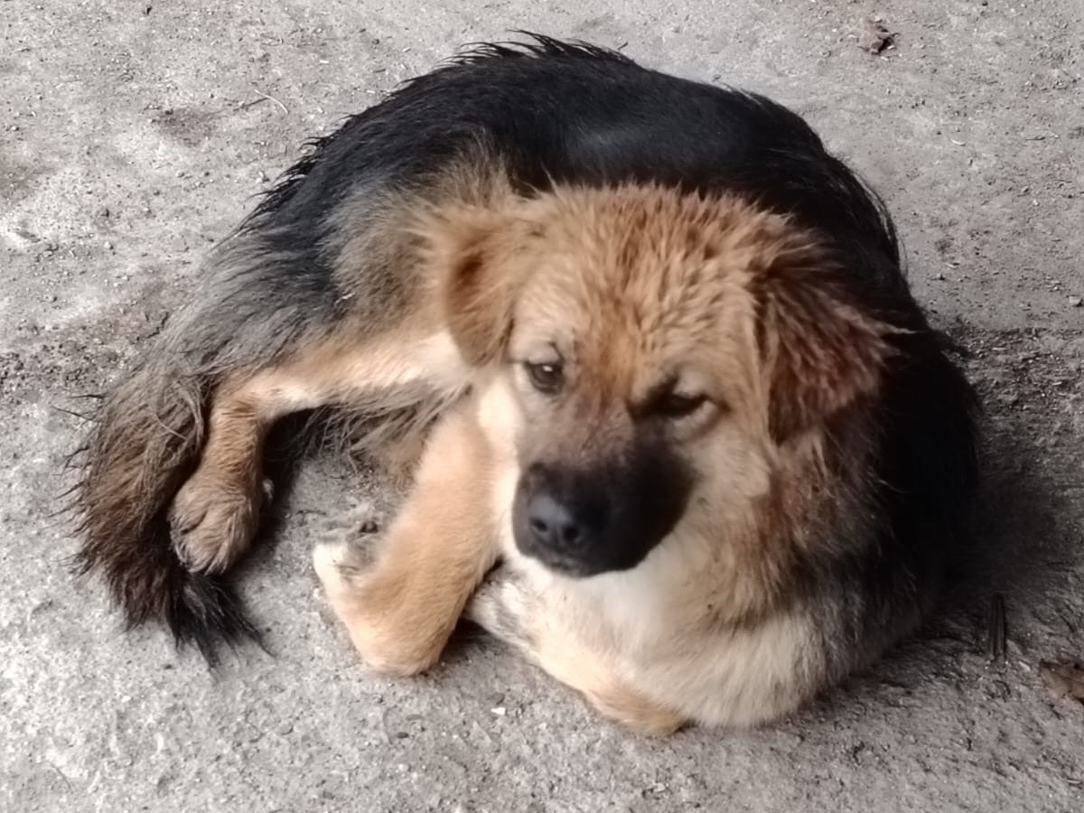 Adozione cane, femmina, Razza sconosciuta Razza sconosciuta, 5 mesi, taglia media contenuta, Avellino