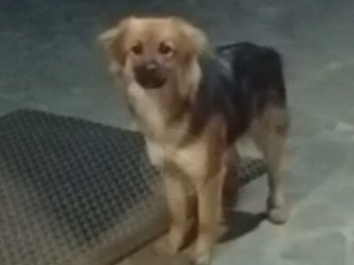 Adotta un cane, femmina, 5 mesi, Avellino