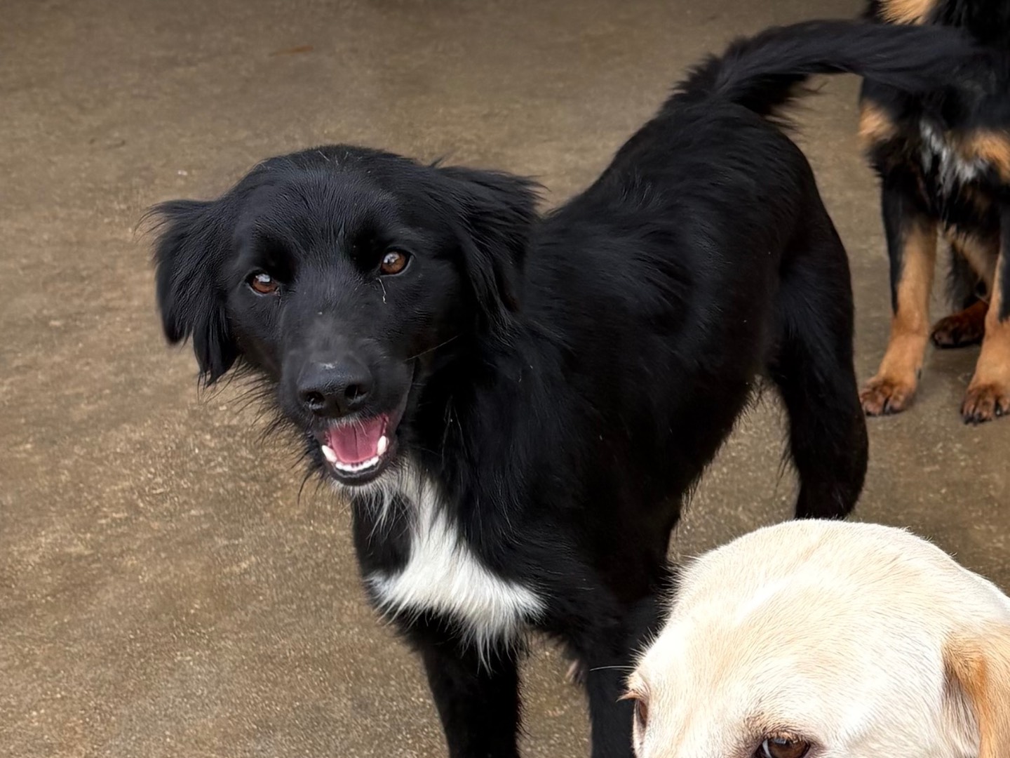 Adozione cane, femmina, Razza sconosciuta Razza sconosciuta, 1 anno e 5 mesi, taglia media contenuta, Frosinone