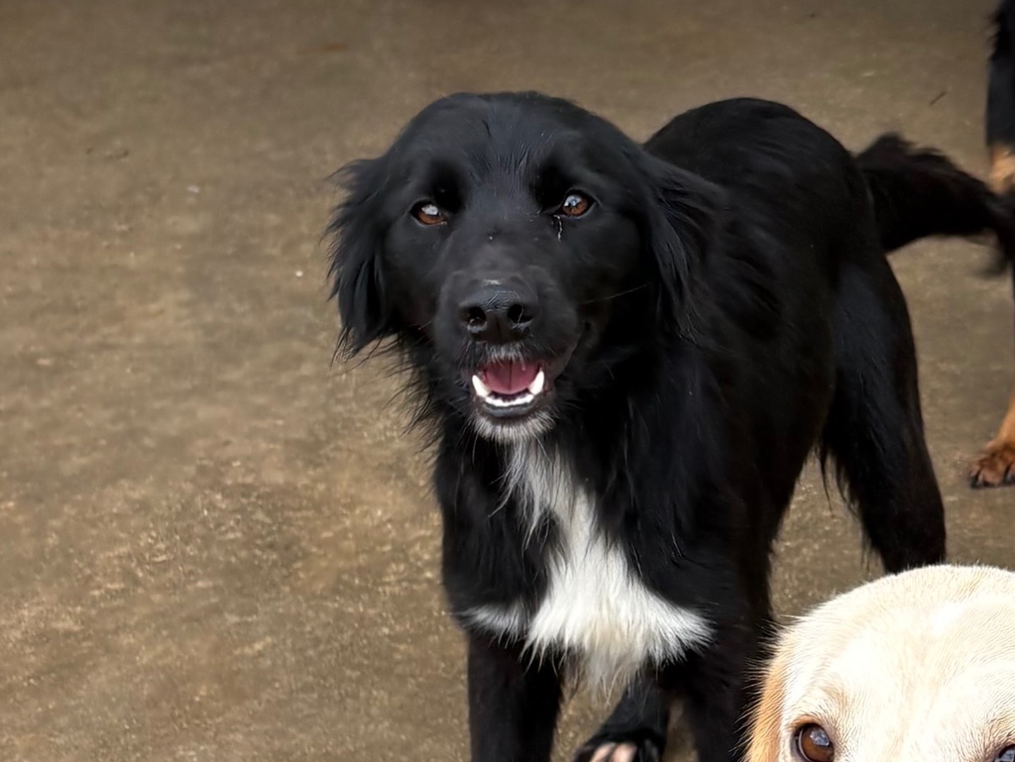 Adotta un cane, femmina, 1 anno e 5 mesi, Frosinone
