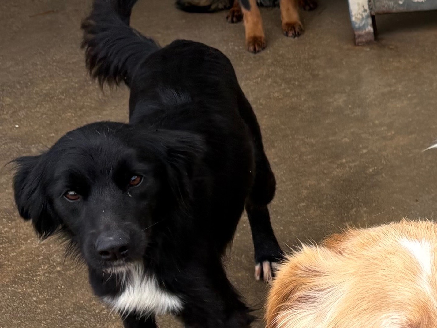 Vuoi adottare un cane a Frosinone?